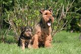 WELSH TERRIER 008